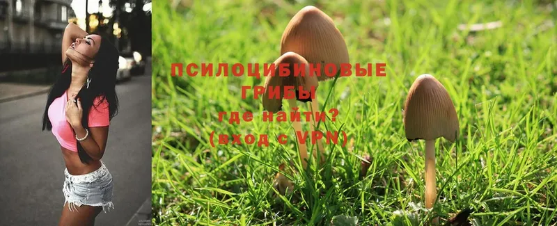 Псилоцибиновые грибы Magic Shrooms Ельня